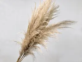 Pampas grass 110 cm - 1 stk.