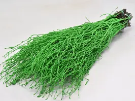 Bjørkkvist 10 pak - grønn Ca. 70 cm lengde
