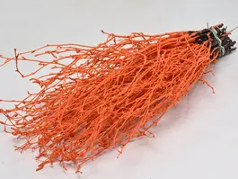 Bjørkkvist 10 pak - orange Ca. 70 cm lengde
