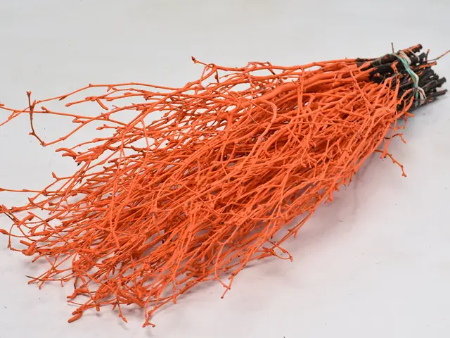 Bjørkkvist 10 pak - orange Ca. 70 cm lengde 