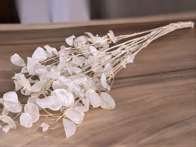 Lunaria peeled 1 m 