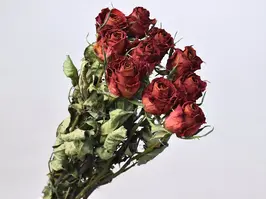 Rosebunt - Red -10 stk. bunt T&#248;rket,40 cm