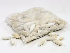 Skjell-Certihium vertagus 1kg 