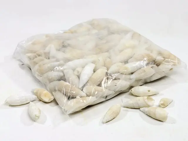 Skjell-Certihium vertagus 1kg 