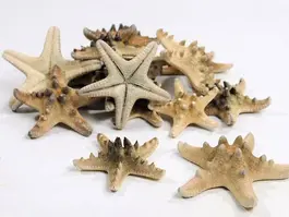Starfish Rhino - 7-10 cm - 15 stk.
