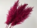 Pampas grass 110 cm - Kirseb&#230;rr&#248;d -1 stk