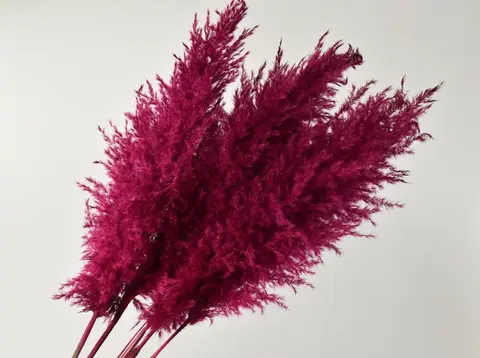 Pampas grass 110 cm - Kirseb&#230;rr&#248;d -1 stk