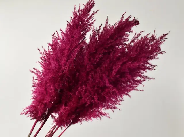 Pampas grass 110 cm - Kirsebærrød -1 stk 