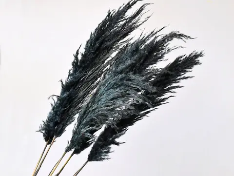 Pampas grass 110 cm - Mørkmix -1 stk