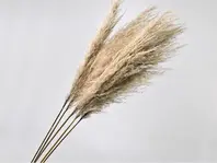 Pampas grass 90-110 cm - Naturell -1 stk 