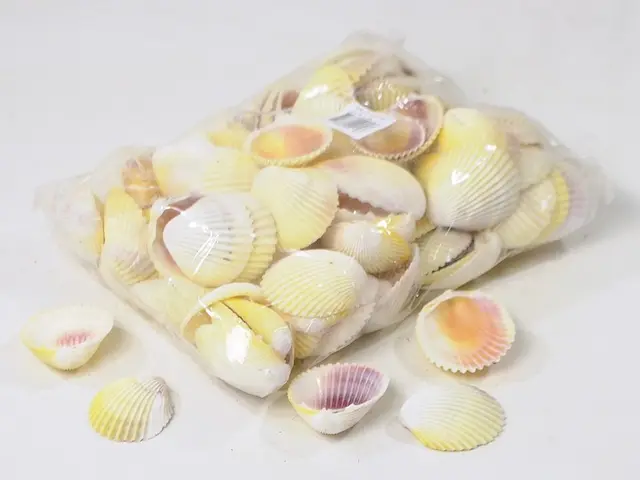 Skjell- Cockles hvite - 0,5 kg 