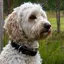 Hundehalsb&#229;nd dobbel OXXE 43 - Svart Hvit s&#248;m / D-ring i smygstol