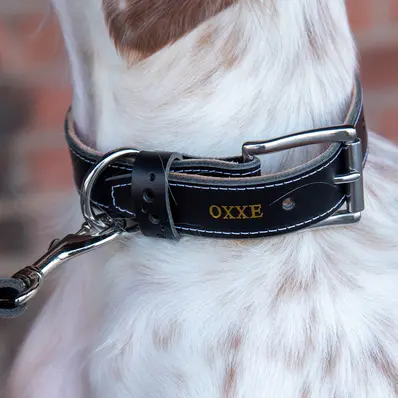 Hundehalsbånd dobbel OXXE 43 - Svart Hvit søm / D-ring i smygstol 