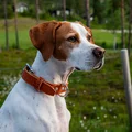 Hundehalsbånd enkel OXXE 43 - Brun