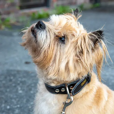 Hundehalsb&#229;nd dobbel OXXE 43 - Svart Hvit s&#248;m