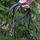 Hundekobbel m/ triggersnap 144 cm- Svart M/ Dring